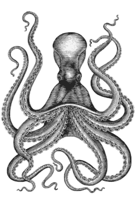 Octopus Revolution Algorithm